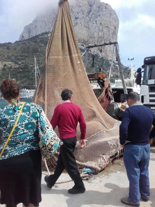 Atrapan en Calpe (Alicante) un tiburón peregrino de 4 toneladas