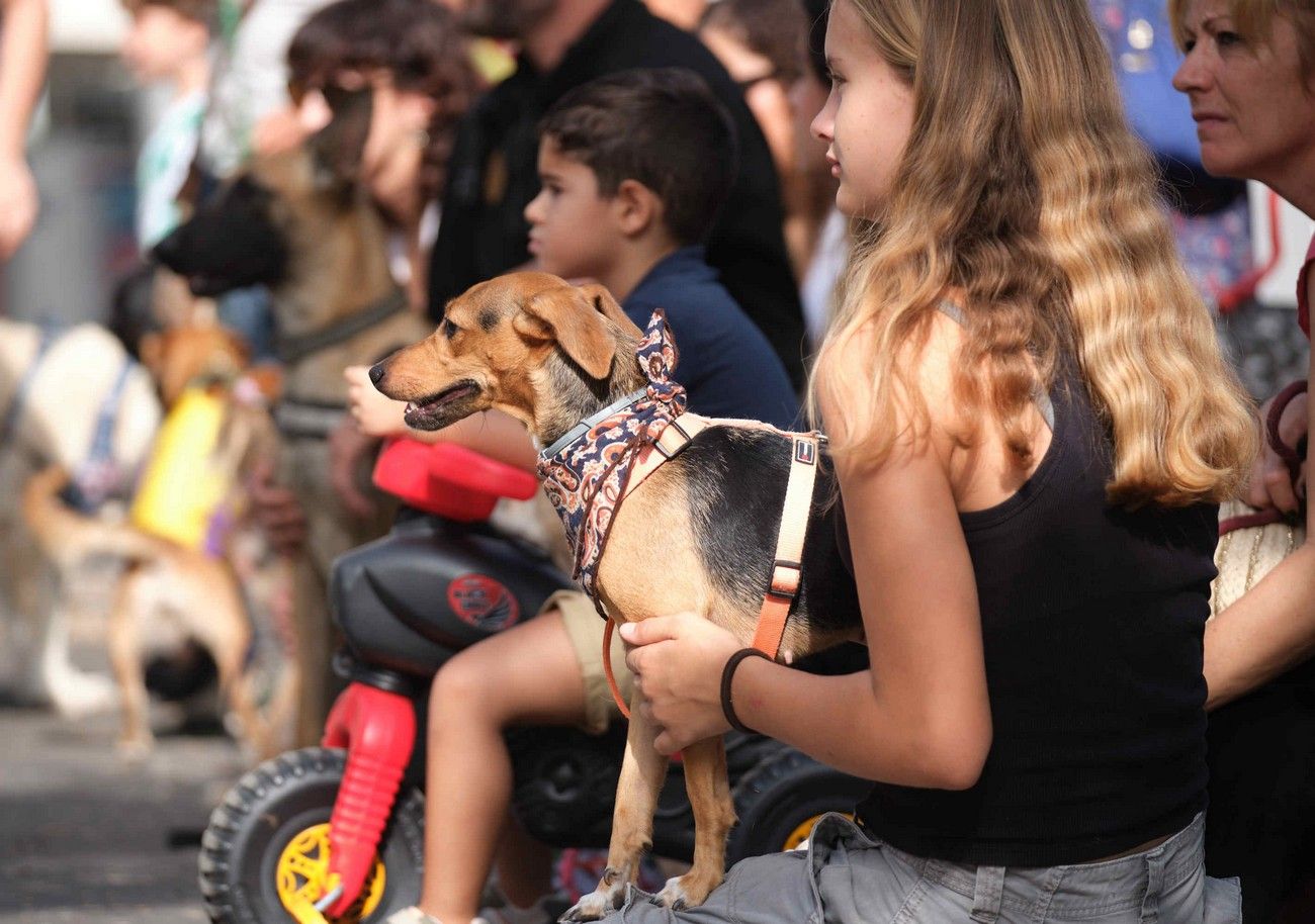 Día de los Animales en Santa Cruz