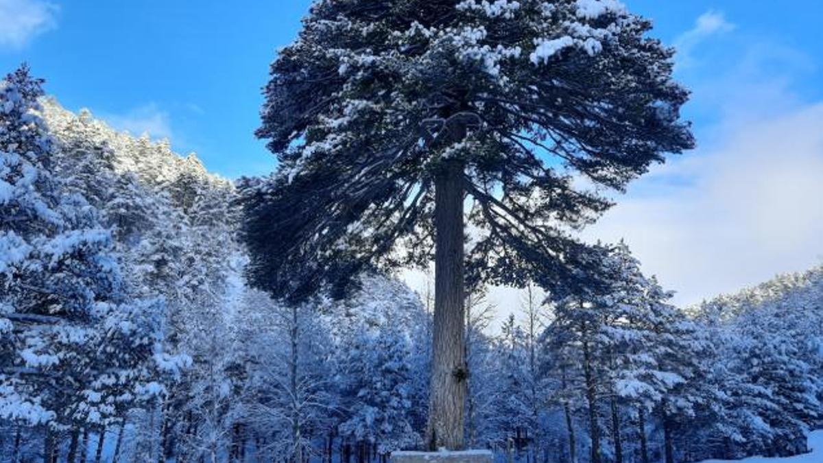 Pino el Escobón, en Linares de Mora