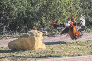 Cada gallo a su corral que el verano es para descansar