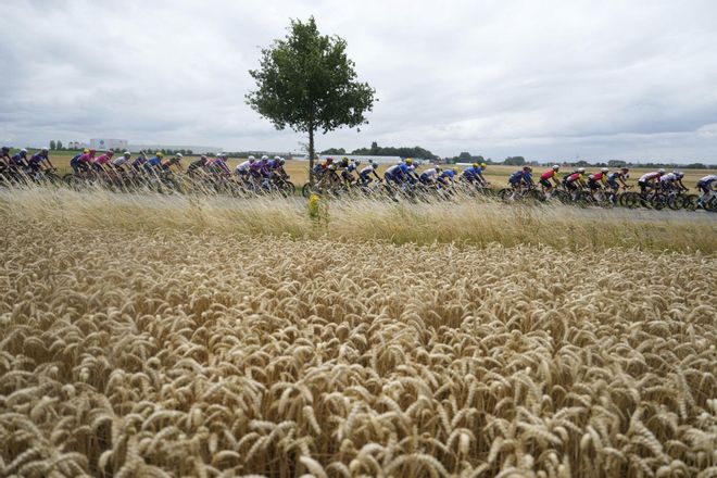The pack rides past a field of wheat during the third stage of the Tour de France cycling race over 178.3 kilometers (110.8 miles) with start in Valenciennes and finish in Dunkerque, France, Monday, July 7, 2025. (AP Photo/Mosaab Elshamy)
