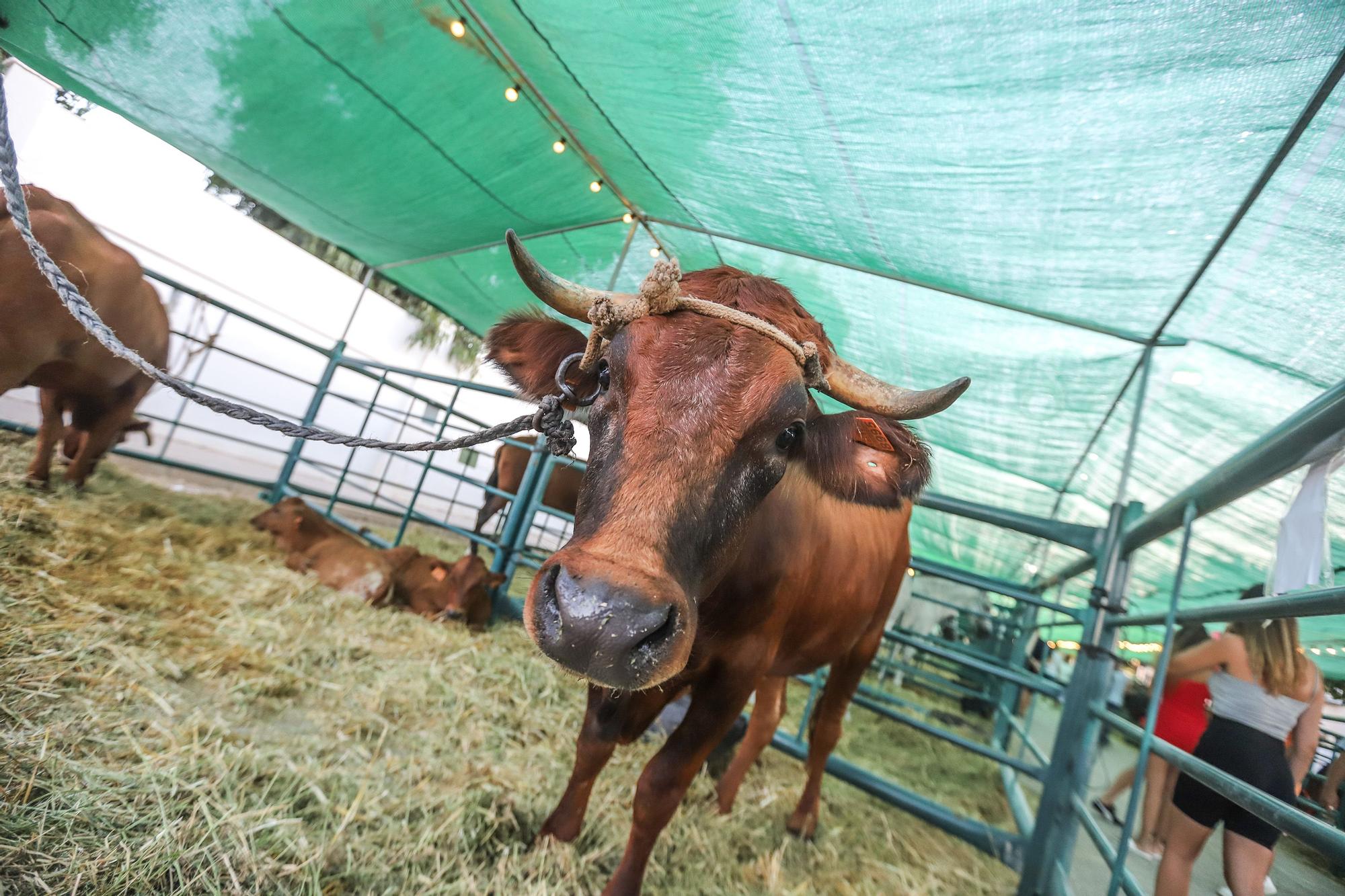 Feria del Ganado Dolores FEGADO 2022