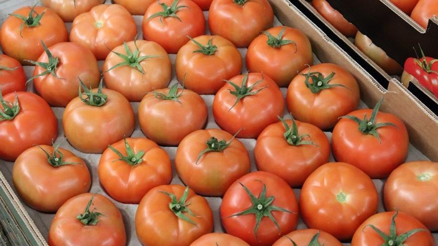 Canarias convoca las ayudas a productores de tomate del POSEI, que asciende a 5,5 millones