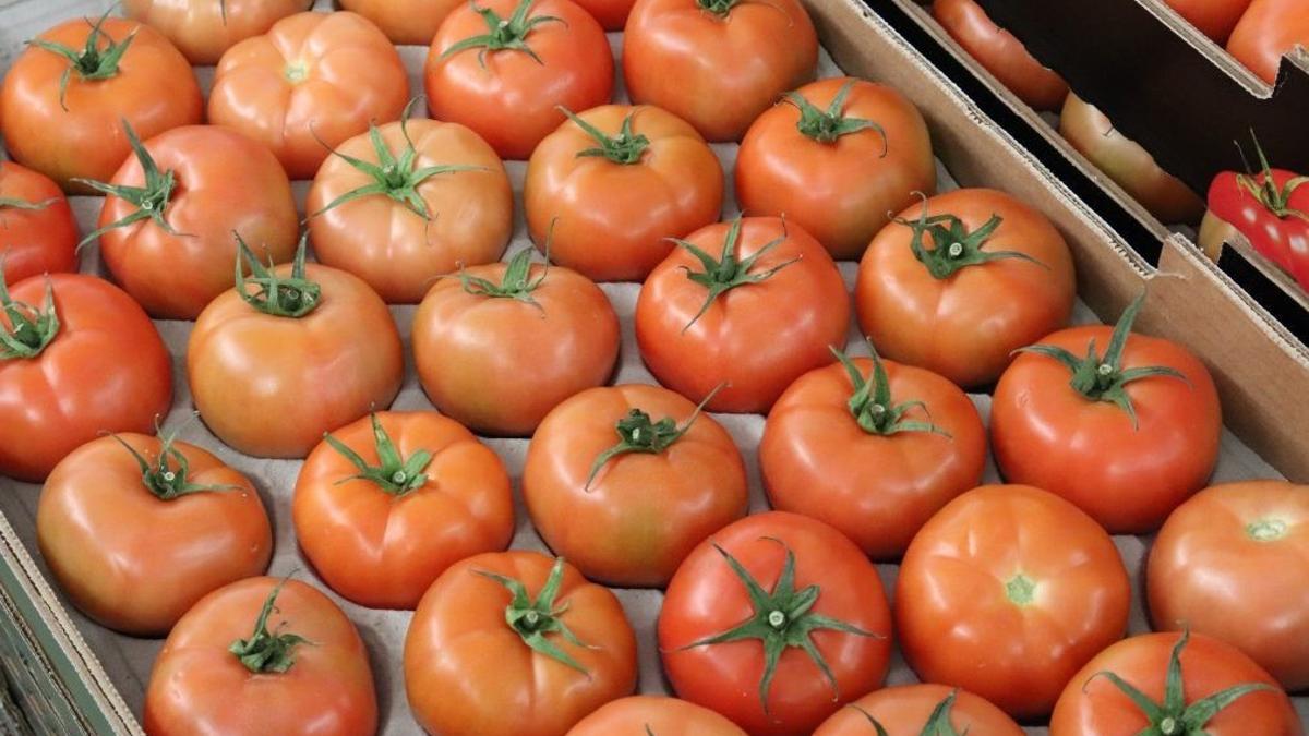 Tomate cultivado en Canarias