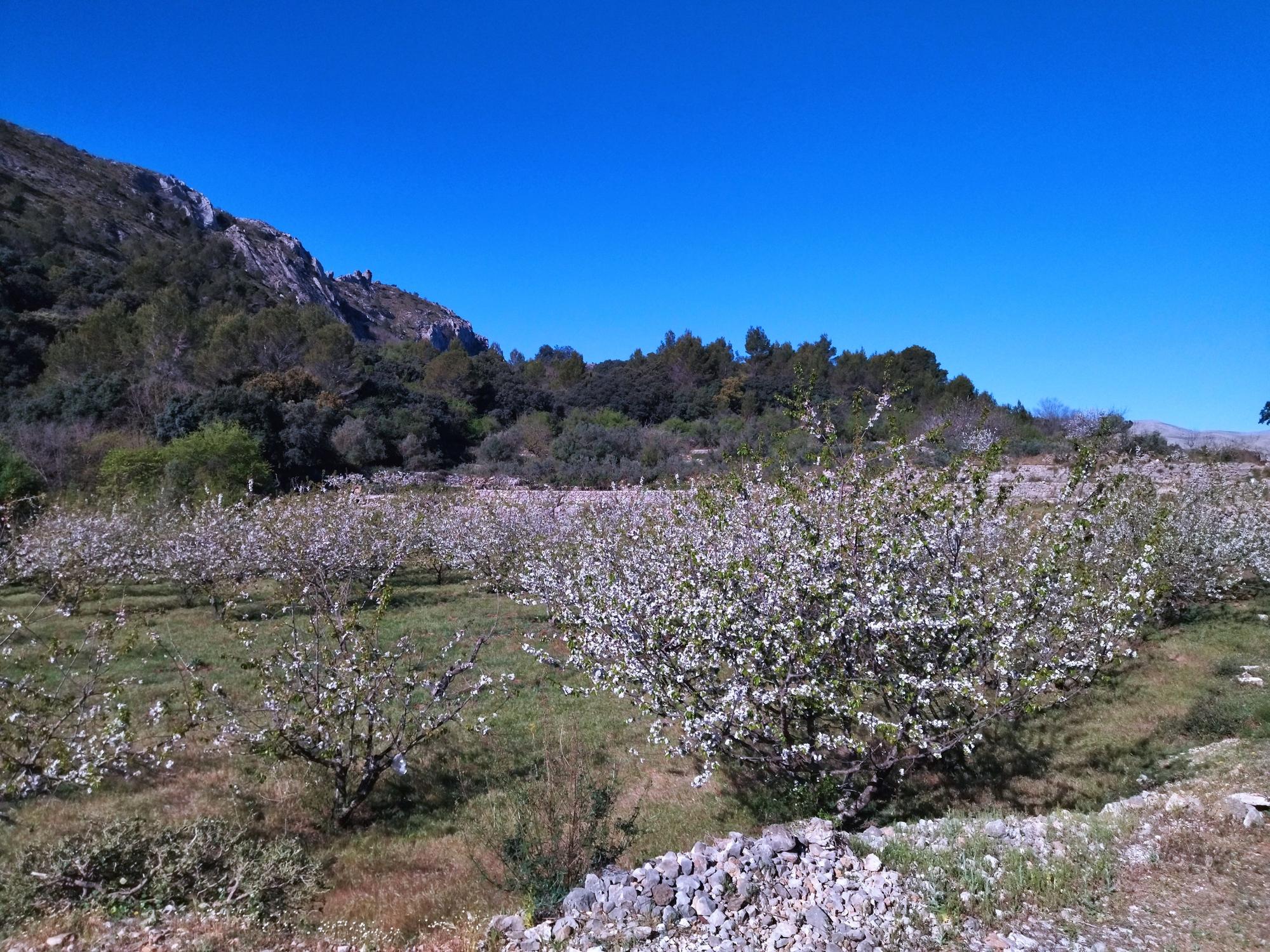 El "Hanami" valenciano: ya florecen los cerezos en la Vall de Laguar