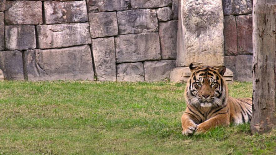 DÍA INTERNACIONAL DEL TIGRE