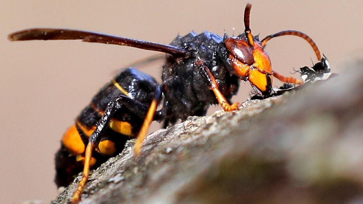 Una avispa asiática.