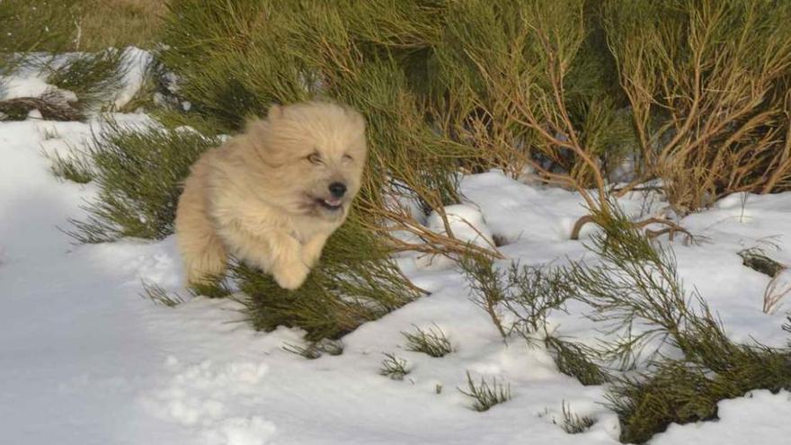 Un vecino observa el ganado que permanece en el entorno de Peces, con la nieve en las cumbres. A la derecha, un perro corre feliz sobre la nieve