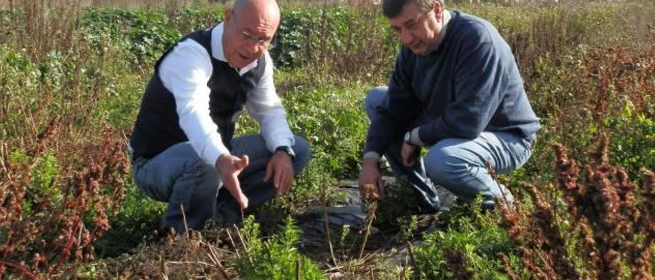 Los expertos aconsejan la explotación del azúcar verde por ser un producto demandado por multinacionales.