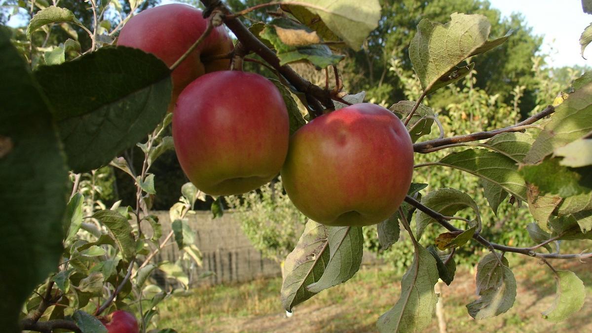 Plantación agrícola