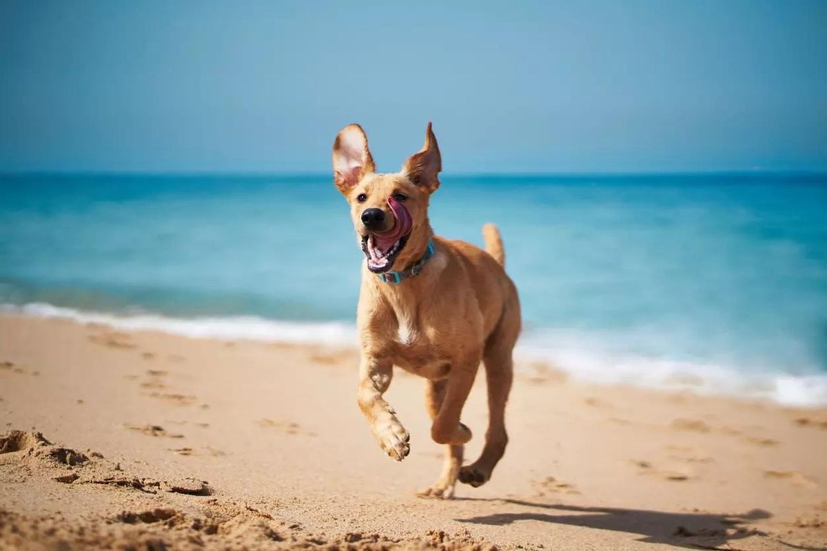 Un perro corre por la orilla de la playa.