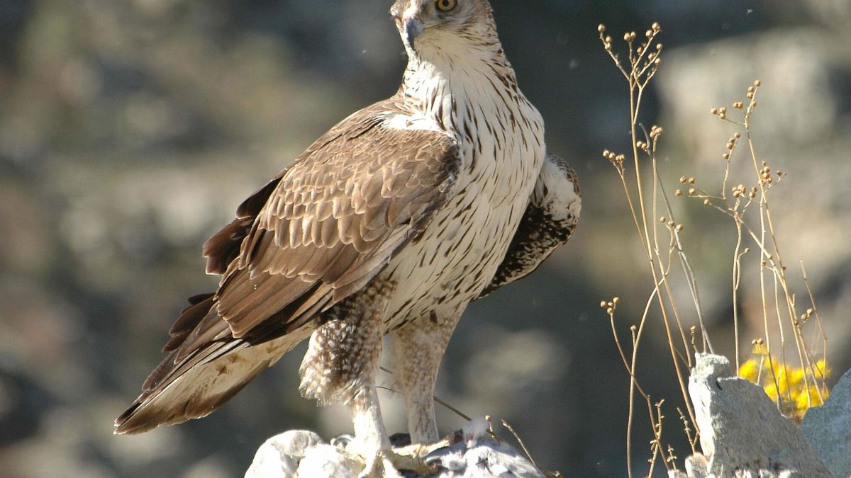 La protección del águila perdicera condiciona macroproyectos industriales y energéticos en Catalunya