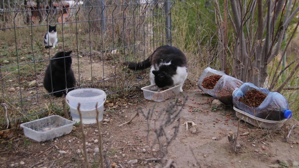 Solo en la Costa se contabilizan 40 colonias felinas