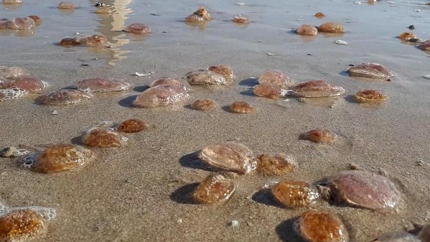 Miles de medusas aparecen en la playa del Molinar de Palma