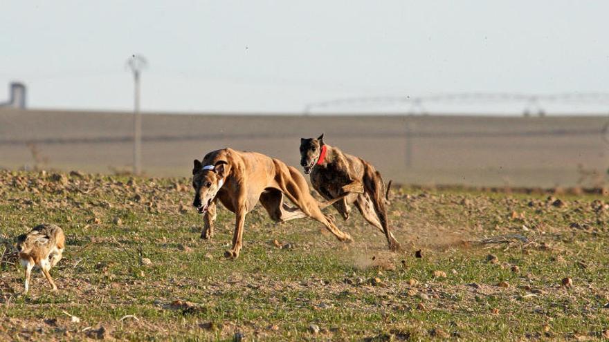 El Parlamento Europeo niega las acusaciones de los animalistas de que en España se maltrata a los galgos