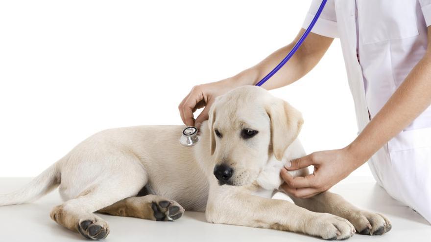 Los servicios veterinarios tienen un 21% de IVA.