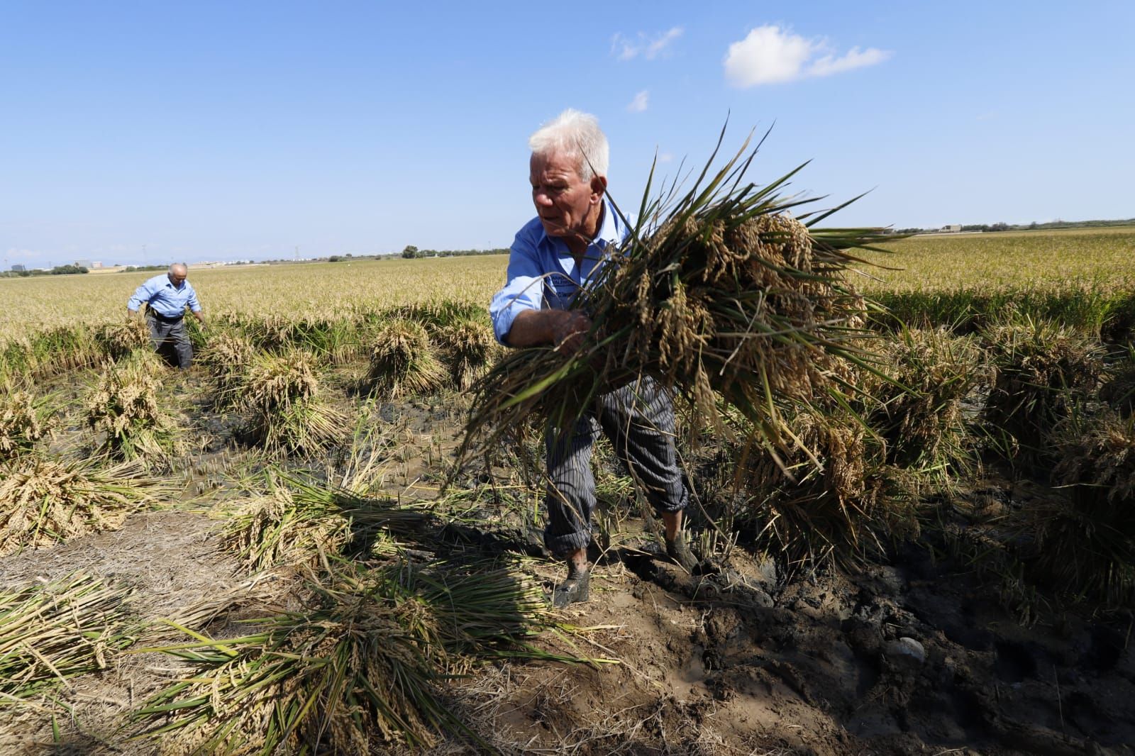 Todas las imágenes de la Fiesta de la Siega del Arroz 2024