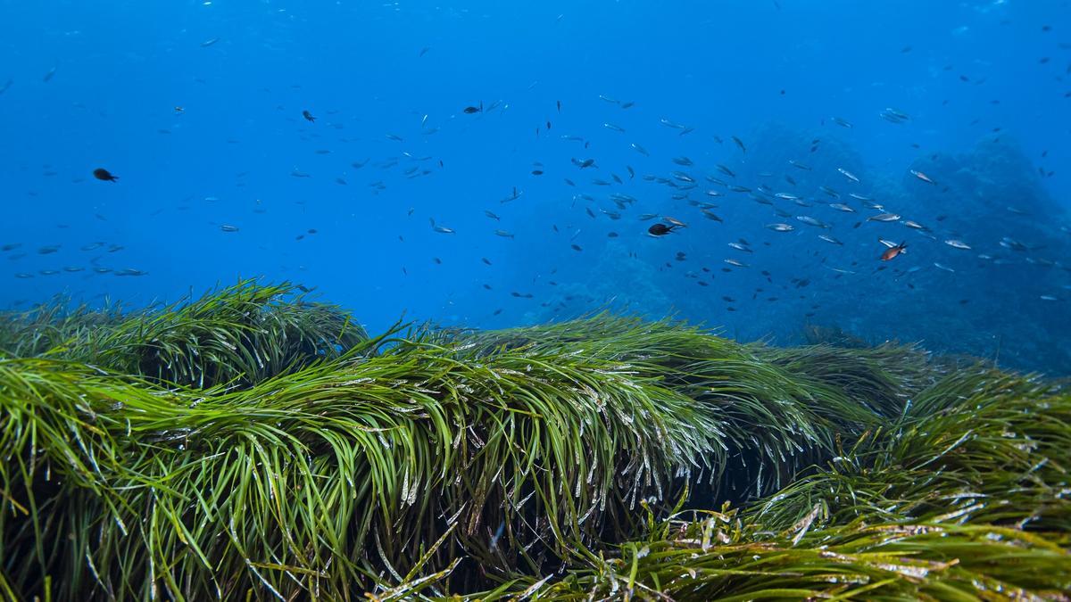 Pradera de posidonia en el fondo del Mediterráneo