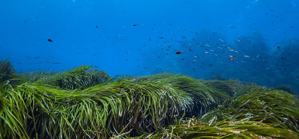 Pradera de posidonia en el fondo del Mediterráneo