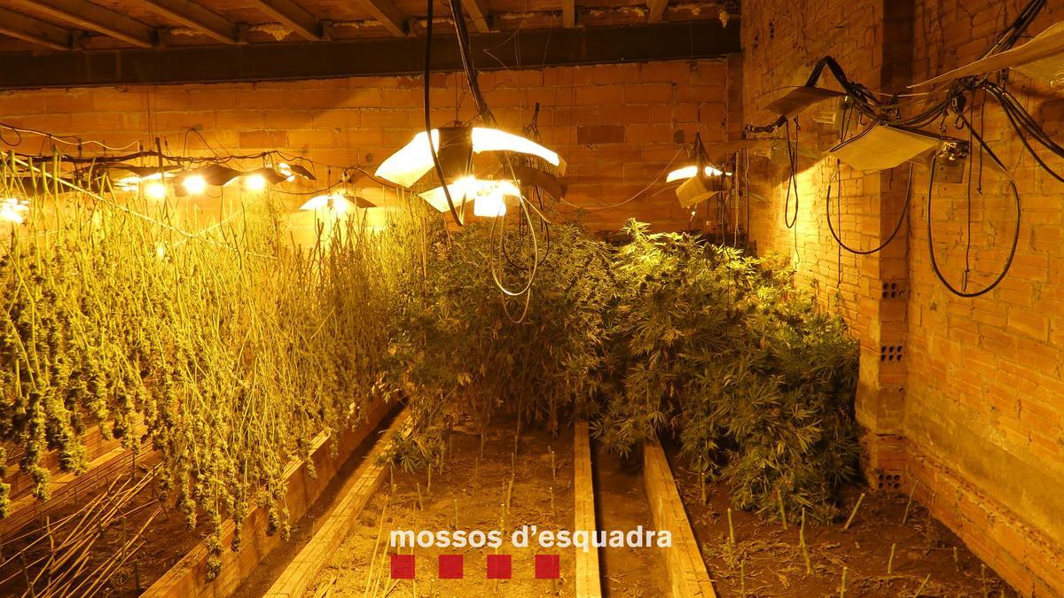 Les plantes de marihuana descobertes pels Mossos en un mas del Far d&#039;Empordà