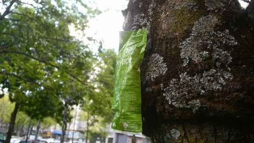 Una de las &quot;botellas&quot; colocadas en los fresnos. // R. V.