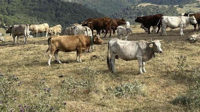 Prats alpins secs, al Pallars Sobirà, aquesta setmana. | PERE ALZINA