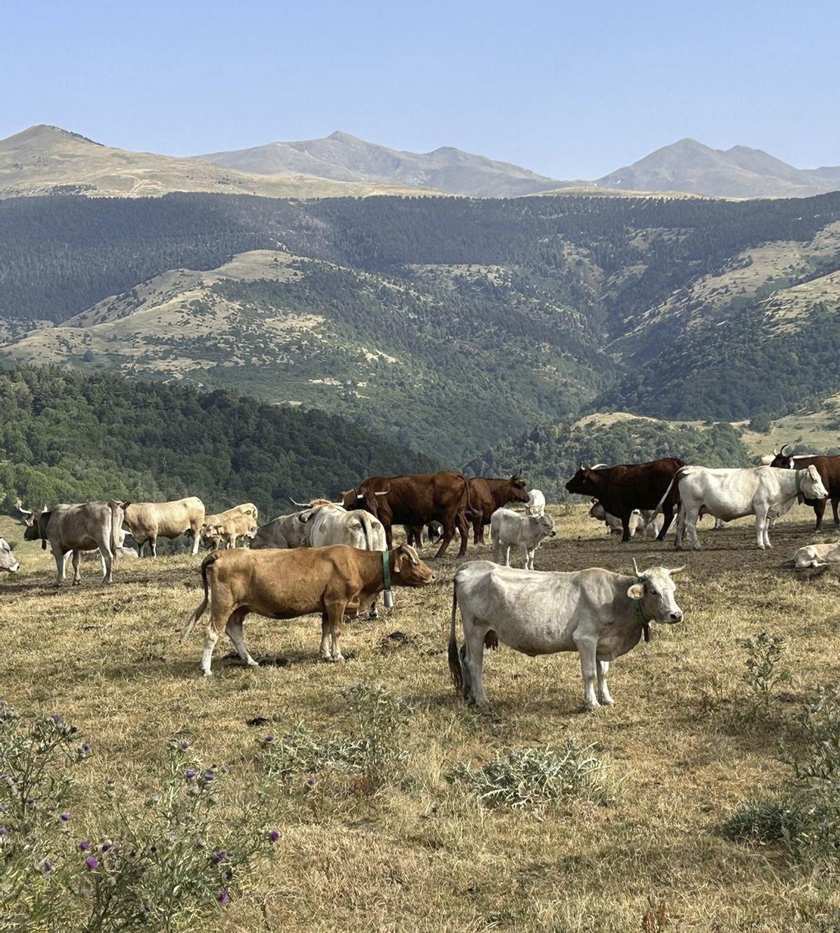 La falta de pluges asfixia el paisatge del Pirineu