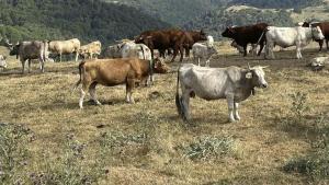 La falta de pluges asfixia el paisatge del Pirineu