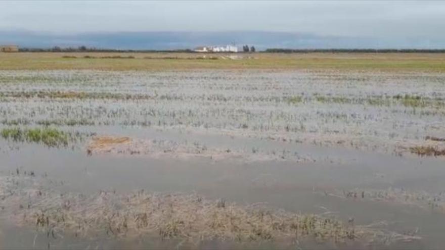 Gota fría: Campos de arroz encharcados en El Palmar