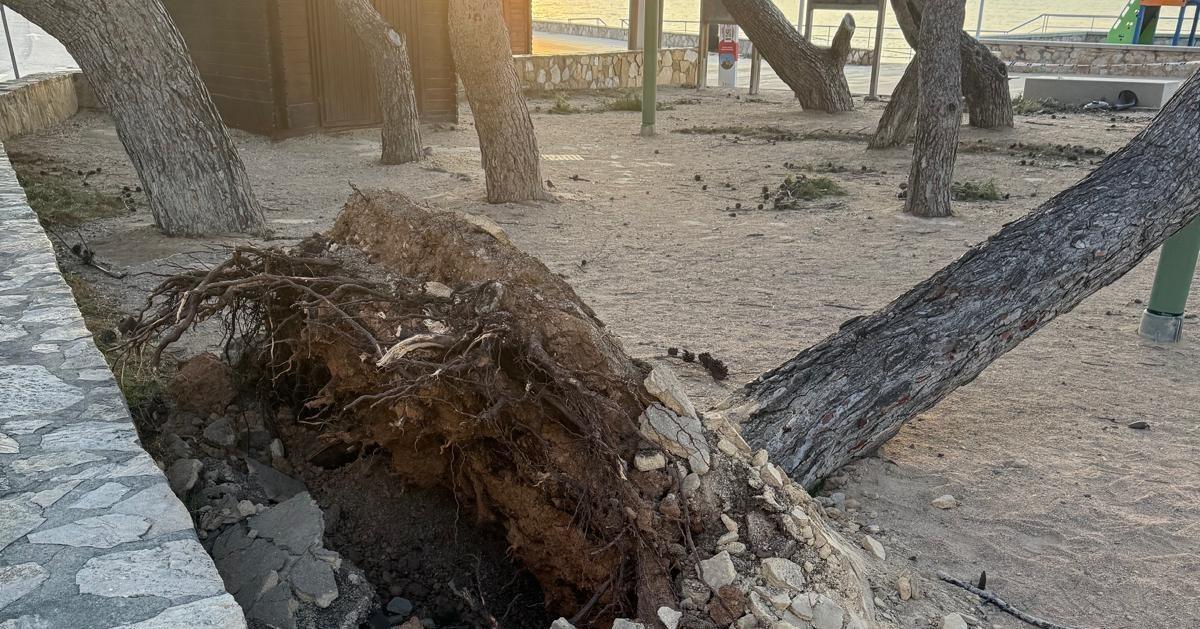 Debido a los fuertes vientos del pasado fin de semana cayó uno de los pinos.