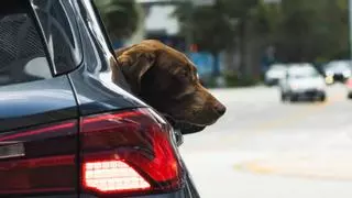 Aviso de la DGT: La nueva multa de 500 euros por llevar al perro en el coche