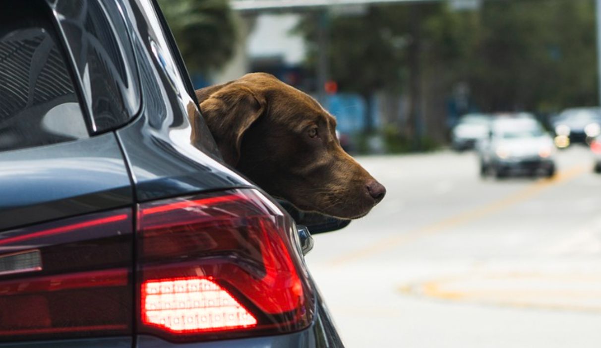 MULTA MASCOTA DGT  Así debes llevar a tu perro en el coche para evitar la  multa de 500 euros de la DGT