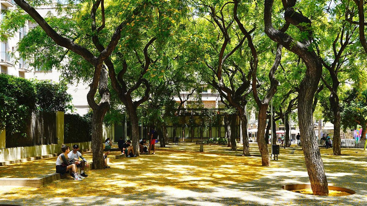 Jardín de les Voltes de Cirés, cubierto de amarillo en junio de 2025.