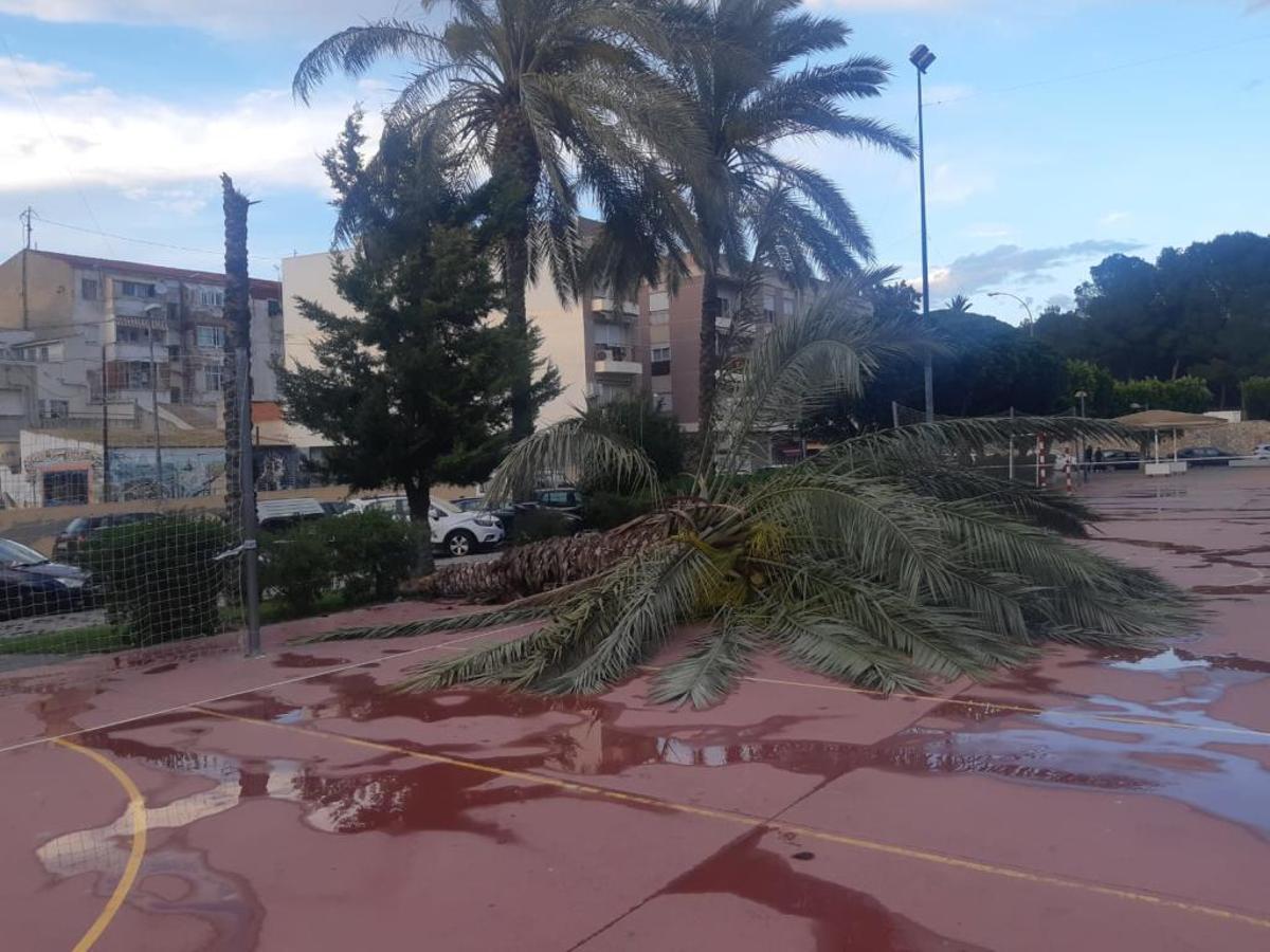 Cierran el parque de La Ocarasa en Orihuela tras la caída de una palmera