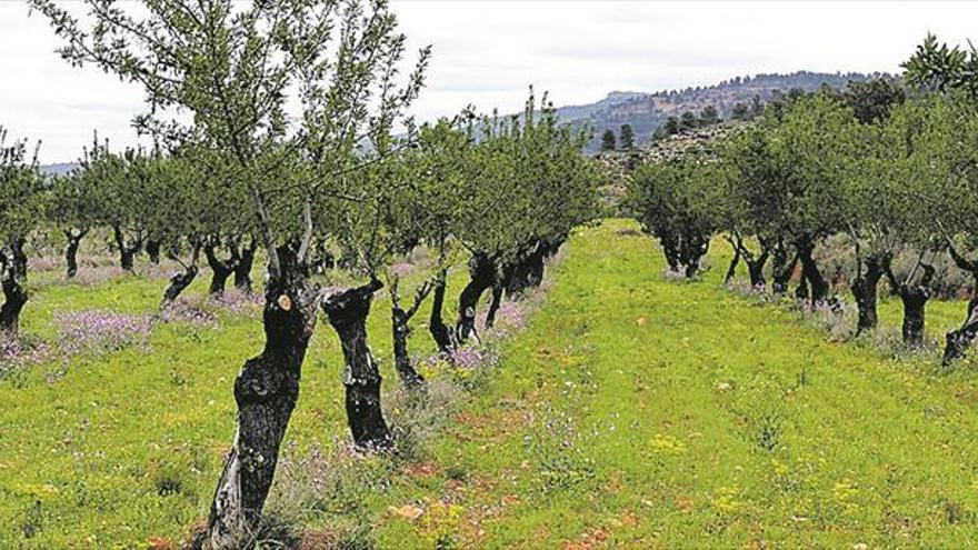 Agricultura ecològica i de proximitat