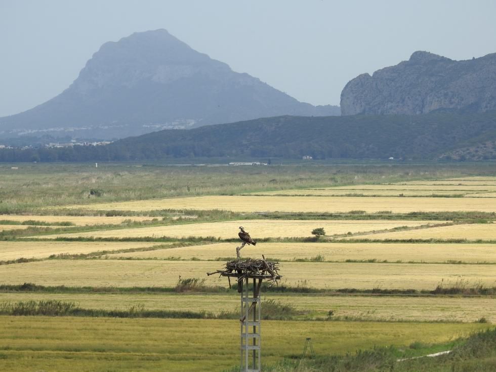 Parque natural de la Marjal de Pego-Oliva