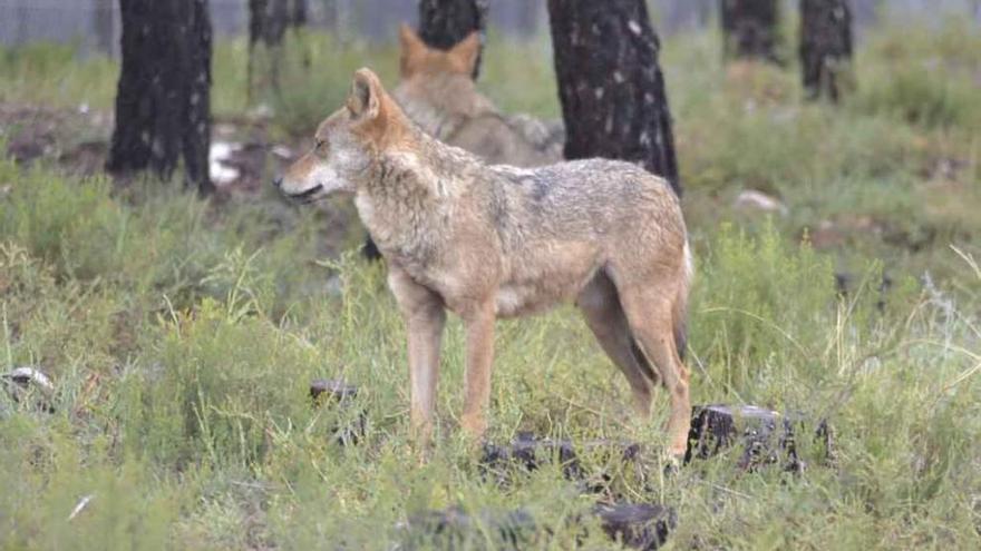 Lobos recluidos en el Centro de Robledo.