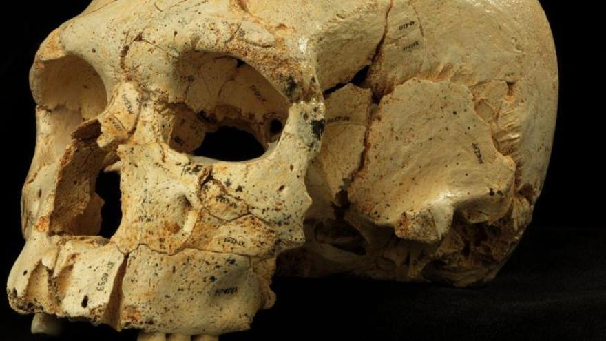 Atapuerca, un festín de huesos