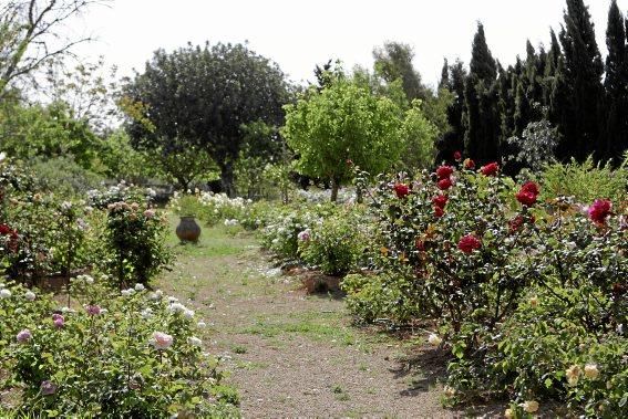 Der Garten von Gritli und Hans Liesenhoff zählt zu den beeindruckendsten Mallorcas. Er vereint Pfl anzenvielfalt und ornamentale Gestaltung mit Philosophie und Poesie.