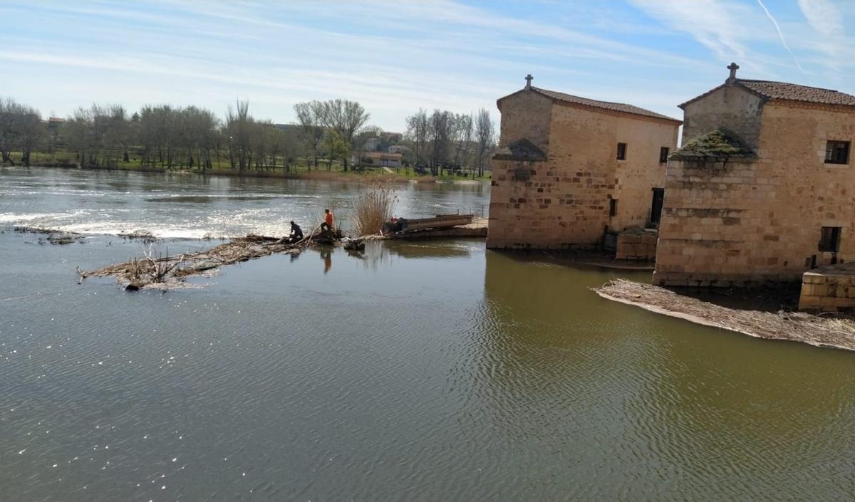 Trabajos de retirada de troncos y maleza en las aceñas de Olivares.
