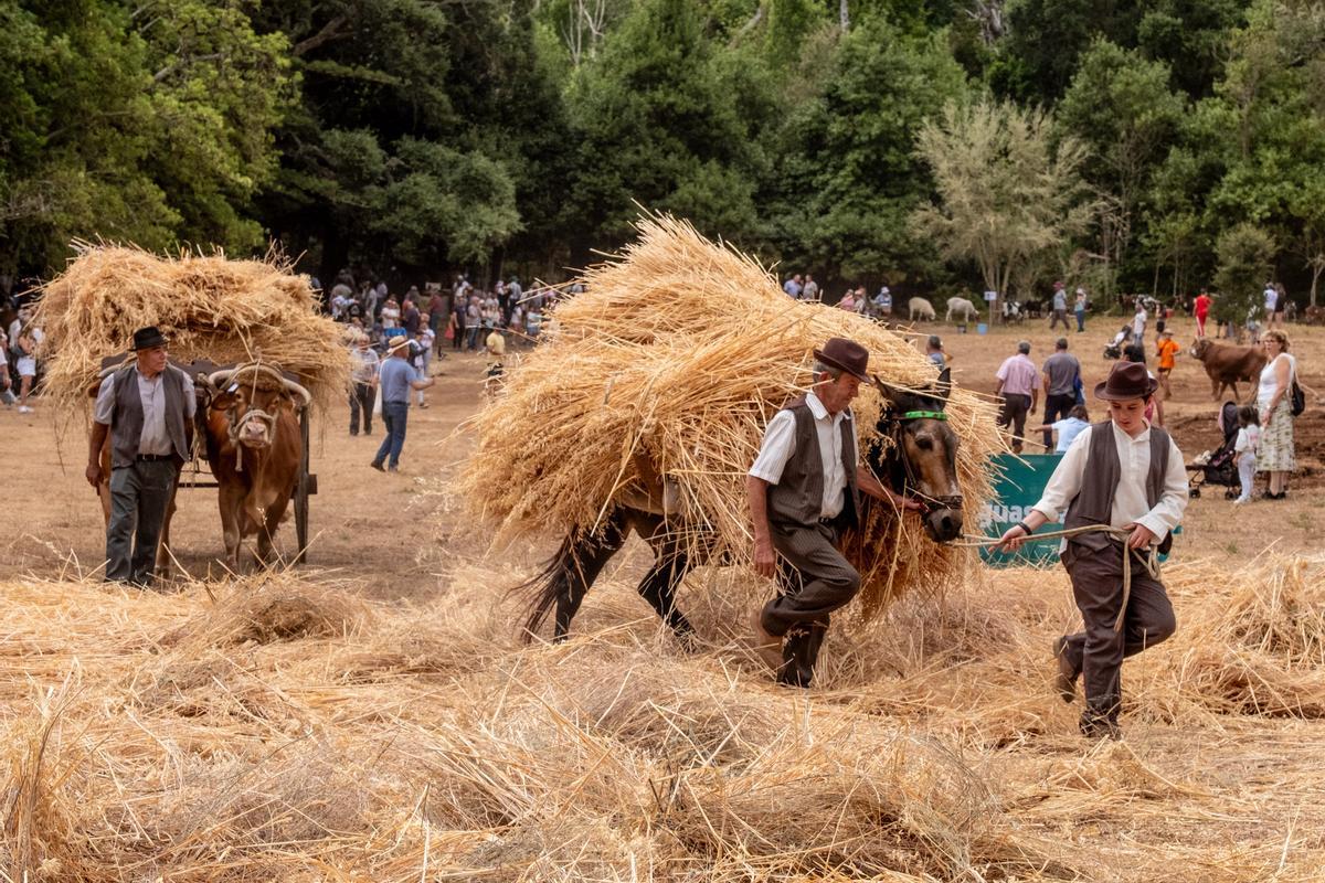 Traslado de la hierba para la trilla, en la Feria de Ganado de Teror.