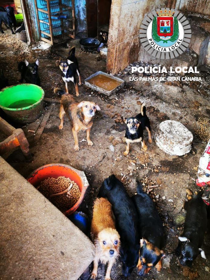 14 perros rescatados por la Policia Local en Pedro Hidalgo