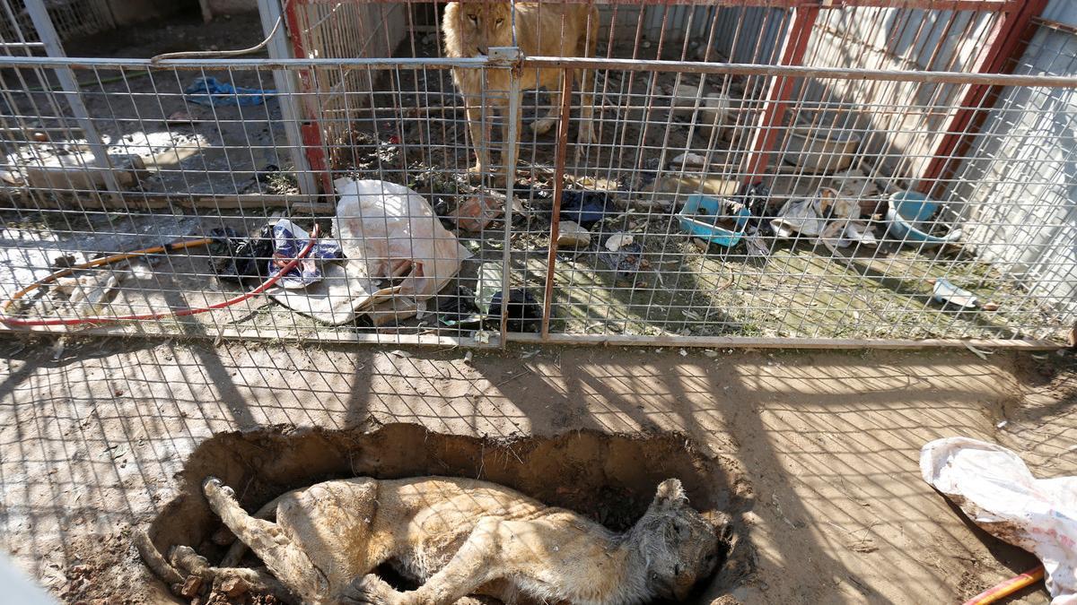 El único león del zoo de Mosul mira el cadaver de la leona desde su jaula.