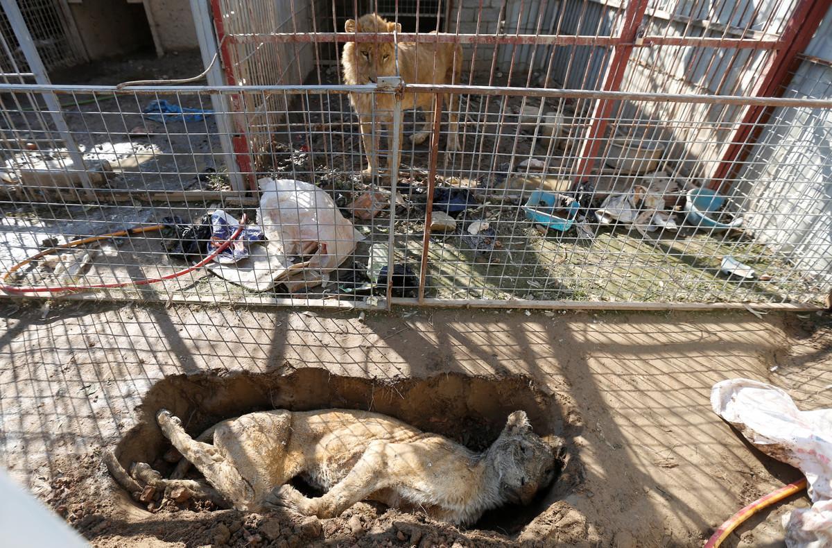 REFILE - QUALITY REPEAT   A lion in its cage looks at a dead lioness in a grave at Mosul’s zoo, Iraq, February 2, 2017. REUTERS/Muhammad Hamed     TPX IMAGES OF THE DAY