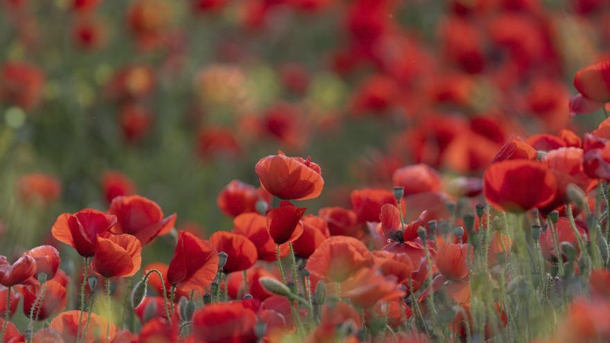 Salvar a los polinizadores en Ibiza: Más amapolas y menos veneno
