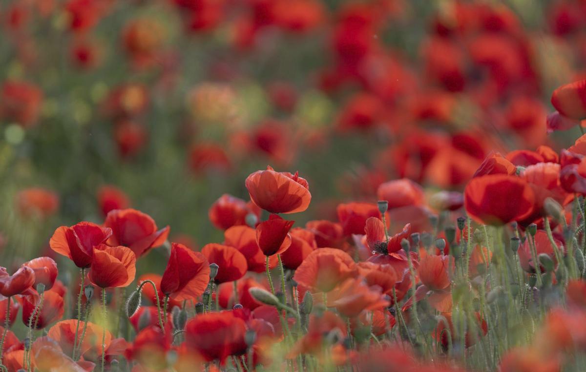 Campo de amapolas en Puig d’en Valls . / FOTOS CAT