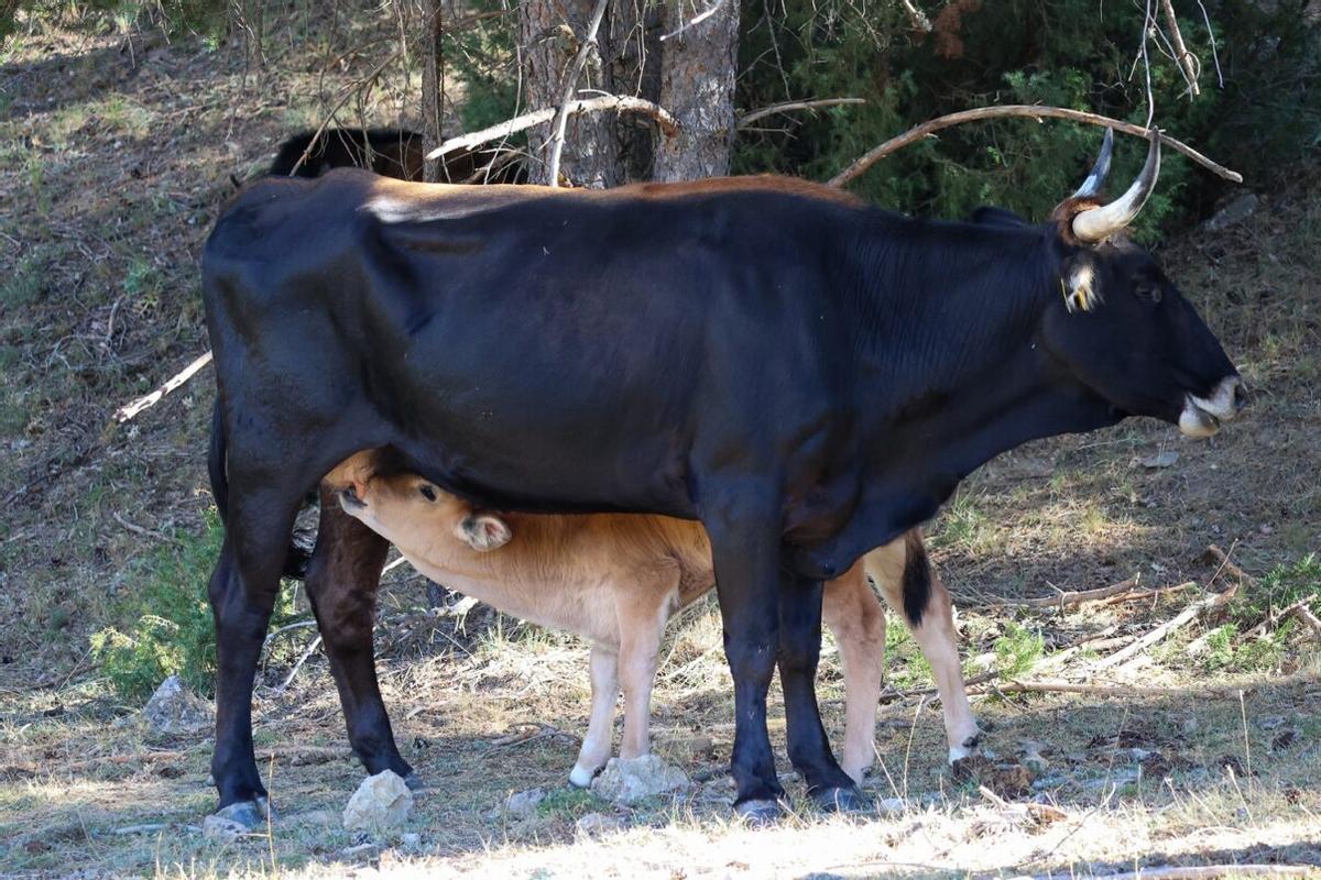 Una cría de tauro junto con su madre