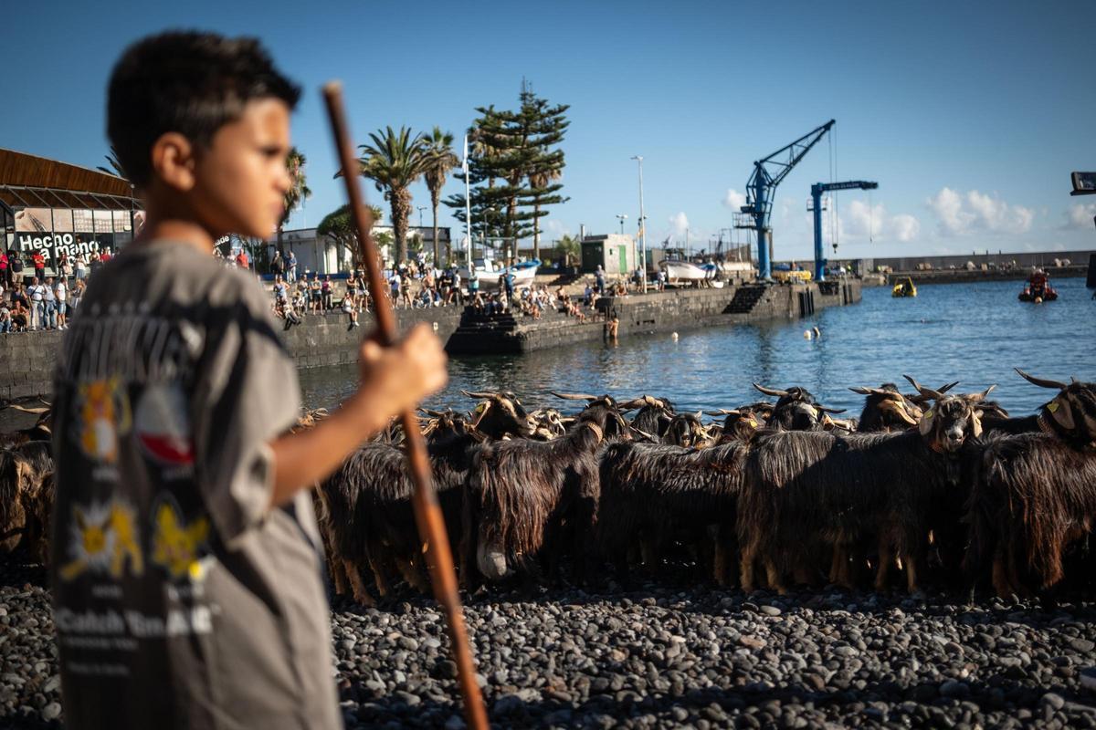 Así se vivió el tradicional baño de cabras en el muelle de Puerto de la Cruz