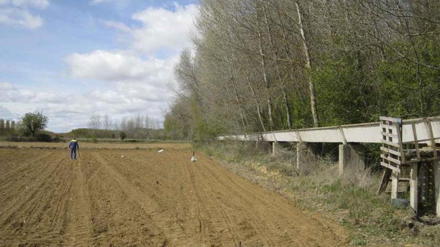 Un agricultor, en una parcela de la ribera del Esla, entre Villaveza del Agua y Barcial.