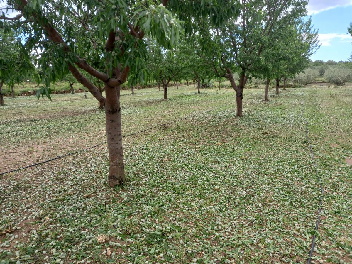 Campo de almendros dañados por la piedra.